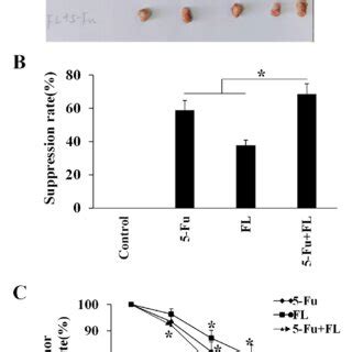 Fl Inhibited Hct Xenografted Tumors In The Balb C Nude Mouse