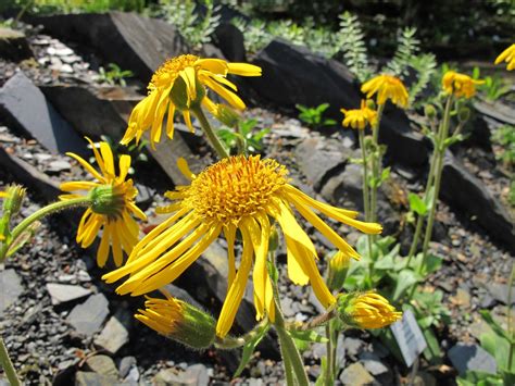 Führung Heilpflanzen im Botanischen Garten