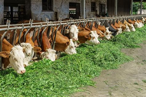 Como formular dieta para bovinos e qual a sua importância Agross do