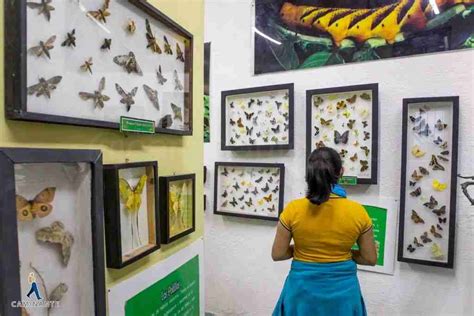 Más De 3000 Especies De Bichos En Museo Bichos Querétaro Querétaro