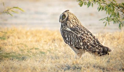 Wildlife Tour To Little Rann Of Kutch