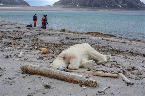 Matan a un oso polar que atacó a un guía turístico en un archipiélago