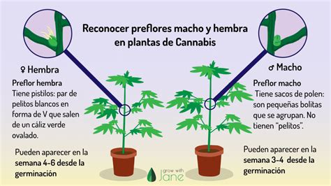 Etapa De Floración En Plantas De Cannabis