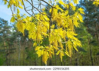 Sessile Oak Quercus Petraea Liebl Leaves Stock Photo