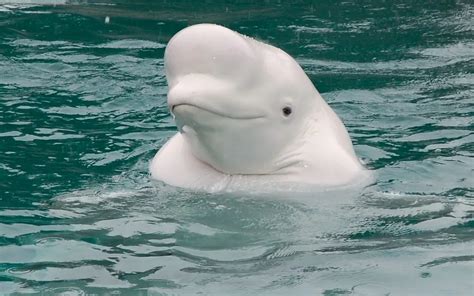 What Do Beluga Whales Eat?