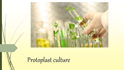 Protoplast culture