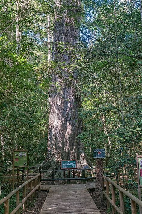 Knysna Forest Background Images, HD Pictures and Wallpaper For Free Download | Pngtree