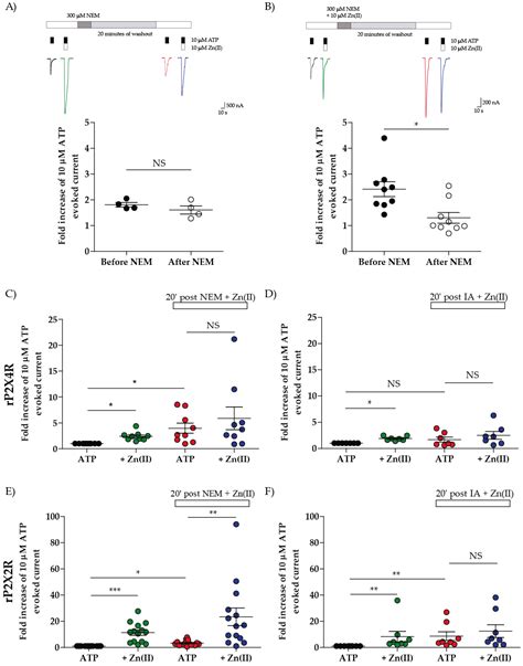 Ijms Free Full Text New Insights Of The Znii Induced P2 × 4r