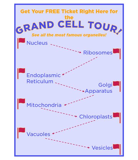 Cell Organelle — Types & Functions - Expii