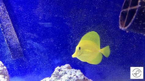 Yellow Tang 101 And Some Amazing Facts