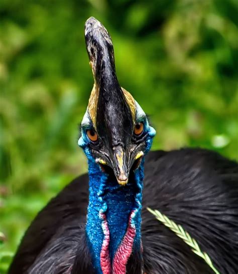 The Southern Cassowary The Most Dangerous Bird On Earth The Ark In Space