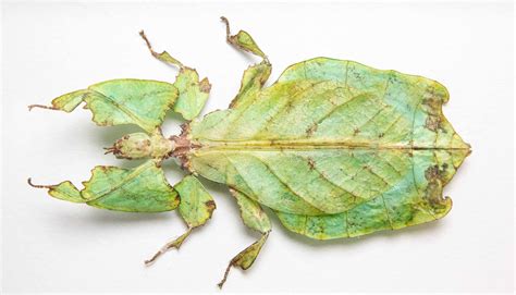 Framed Giant Malaysian Leaf Insect Creel And Gow