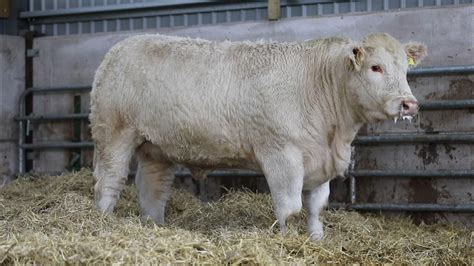 Online Charolais Sale Lot 4 Harestone Pride Ella Youtube