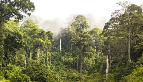 Perdida bosques Bogotá Colombia ha perdido más del 90 del bosque