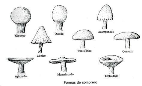 El reino monera para dibujar - Imagui