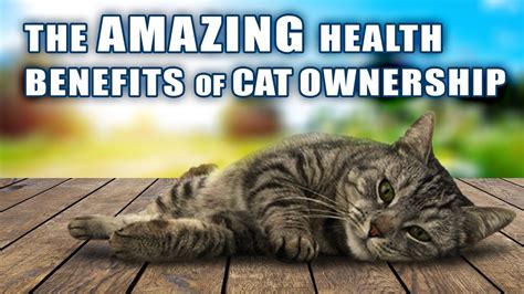 Amazing Health Benefits Of Cat Ownership Youtube