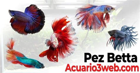 Pez Betta ჱ Guía De Cuidados 2025 🐠 Acuario3web