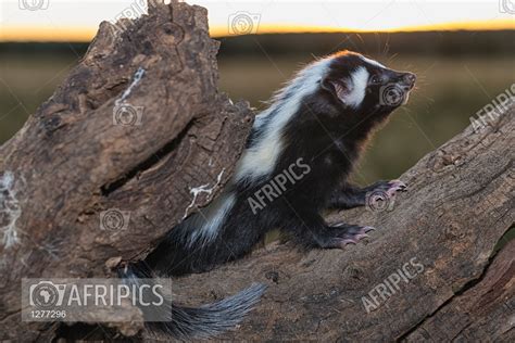 Afripics Striped Polecatictonyx Striatusnamibia Also Known As The