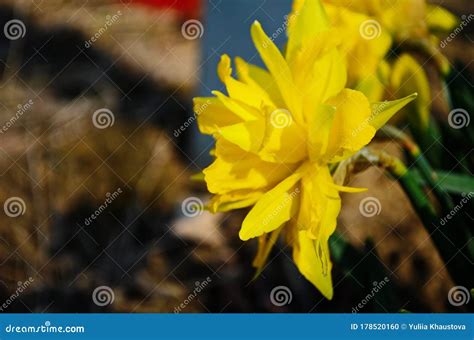 View On Spring Narcissus Flowers Narcissus Flower Also Known As