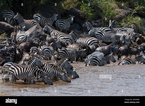 Grants Zebras Equus Burchellii Boehmi And Eastern White Bearded Wildebeest Connochaetes