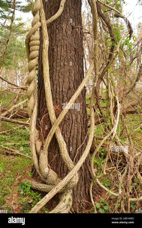 Thick Vines Growing On A Tree In The Woods Stock Photo Alamy