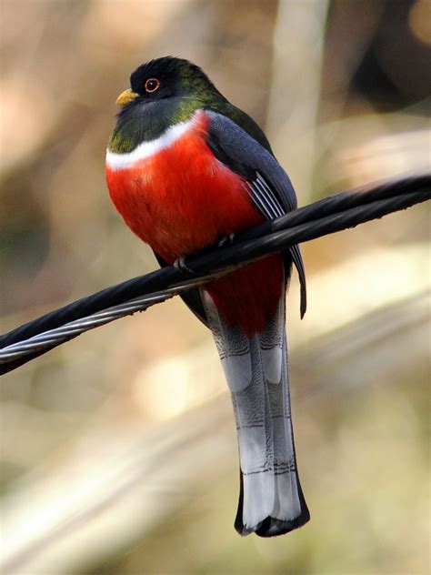 The Nature of Framingham: Elegant Trogon! The Rarest Bird in America?