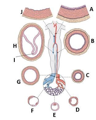 Les Specifieke Structuur Bloedvaten Diagram Quizlet