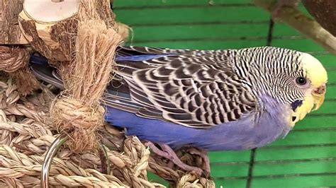 relaxing budgie sounds - YouTube