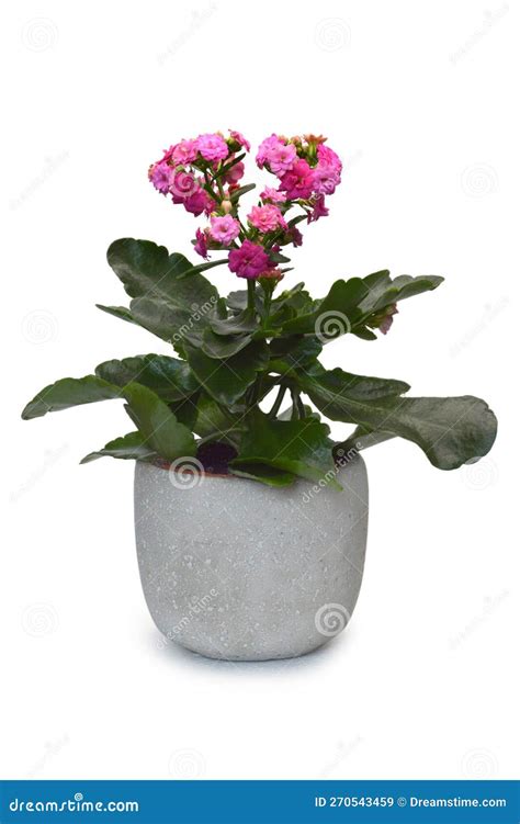 Planta Rosa Kalanchoe Blossfeldiana No Vaso Isolada Em Branco Imagem De