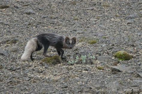 Excursi N De Un D A Desde Reikiavik Kef Hverager I Selfoss O Hella