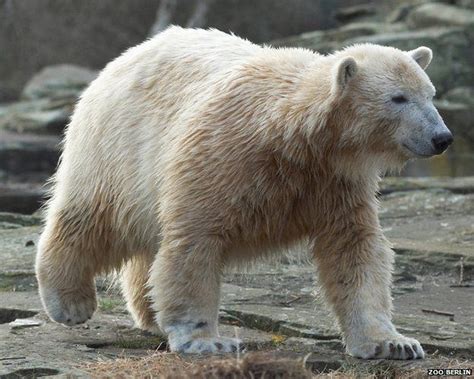 Knut (polar bear) - Alchetron, The Free Social Encyclopedia