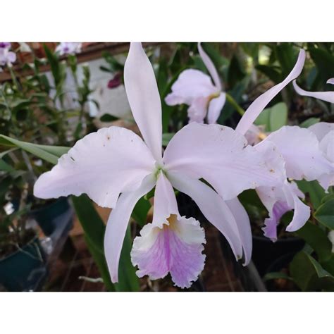 Cattleya Labiata Amesiana Orquidário Mantovani