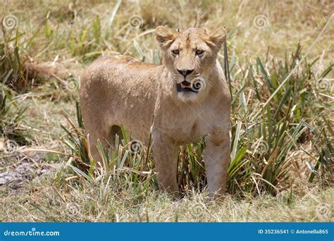 Leona Africana Panthera Leo Imagen De Archivo Imagen De Retrato