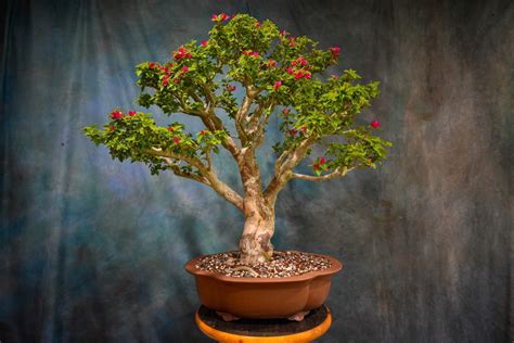 Pixie Bougainvillea Taiwan Import Wigert S Specimen Tree Wigert