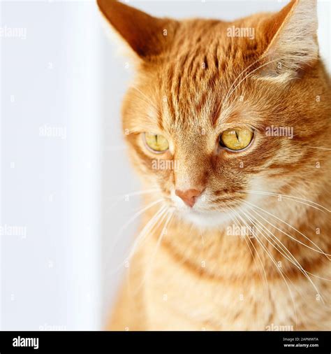 Golden Tabby Cat With Amber Eyes