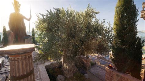 Olive Tree Of Athena Assassin S Creed Wiki Fandom