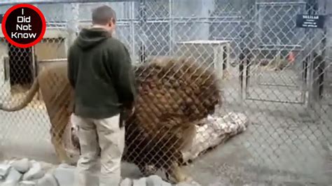 The Largest Lion In The World The Barbarian Lion Youtube