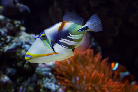 Clownfish Predators: What Feed on Clownfish? - Avid Aquarist