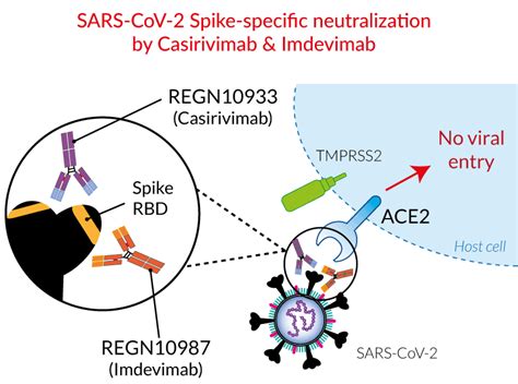 Sars Cov 2 Rbd Mabs Regn Derived Invivogen