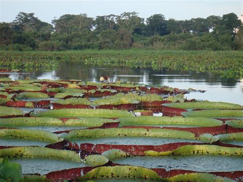 Bioma Pantanal Escola Educa O