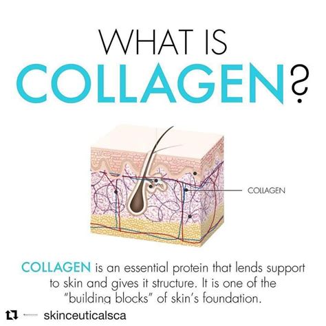 The Body Clinic Day Spa On Instagram Repost Collagen Main Structural