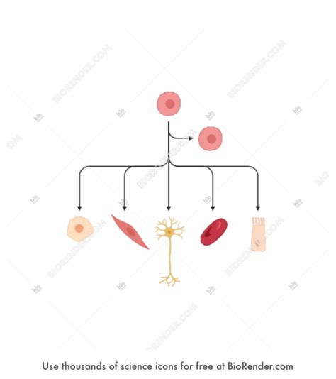 Free Stem Cell Differentiation Specialized Icons Symbols Images