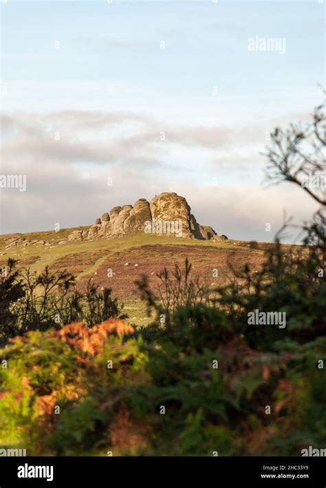 Uk England Devonshire Dartmoor Haytor Rocks With The Gorse