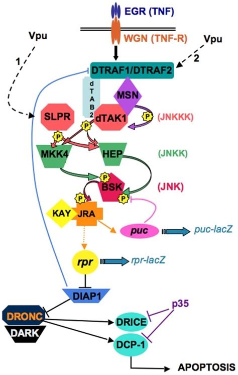 The Jnk Pathway Is A Kinase Cascade That When Activated In Drosophila