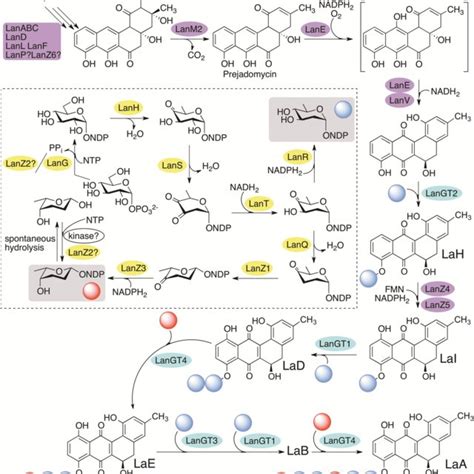 Biosynthesis of LaA. Proteins involved in aglycon production and ...