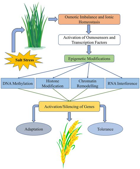 Schematic Representation Of Epigenetic Role In Plant Tolerance In Salt