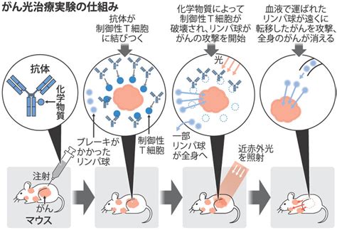 がん光治療：転移に効果 免疫機能を活性化 毎日新聞