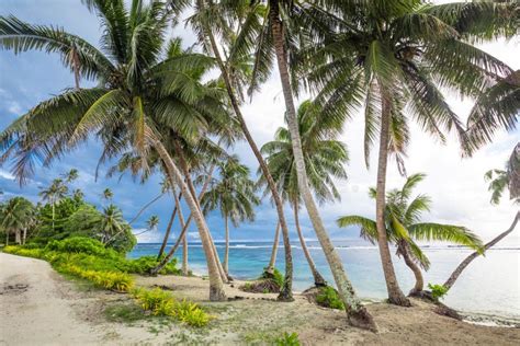 Playa Tropical Al Sur De La Isla De Samoa Con Cocoteros Foto De Archivo