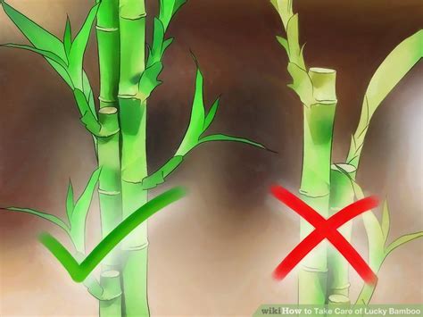 How To Take Care Of Lucky Bamboo 12 Steps With Pictures