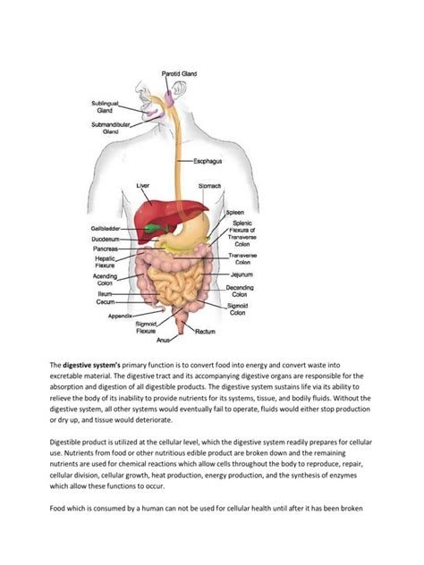 The Digestive System Anatomy | PDF